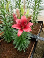 [5019 Tridex No02.JPG]